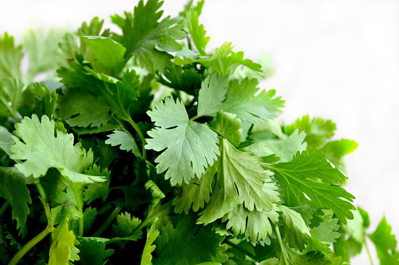 1552871676271564.jpg cilantro-1287301_960_720.jpg